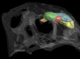 El Archaeopteryx no tenía cerebro de pájaro