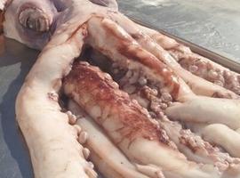Aparece un Calamar Gigante 'flotu' en la playa de Merón