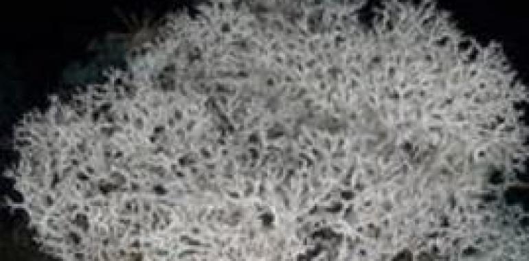 Descubren un gran arrecife de coral en el Mediterráneo