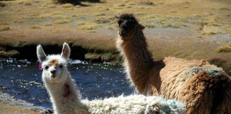 Yogur asturiano con anticuerpos de llama contra los rotavirus 