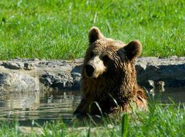 Asturies ConBici pide soluciones para la Senda del Oso