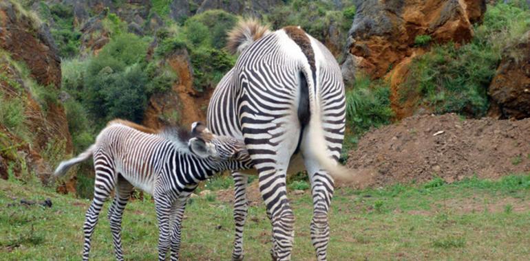 Nace la primera cebra grevy en cautividad de España en Cabárceno