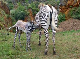 Nace la primera cebra grevy en cautividad de España en Cabárceno