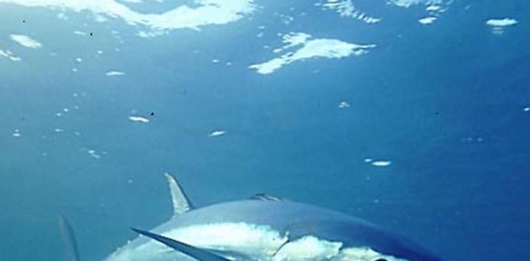 Primeros resultados en un proyecto pionero de cría de atún rojo en cautividad 