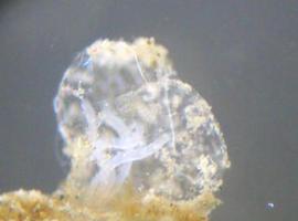 Un gijonés entre los descubridores de nueva especie de gusano 'comehuesos' en la Antártida 