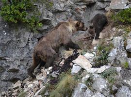 La osezna recogida en Cangas del Narcea permanece en estado débil 