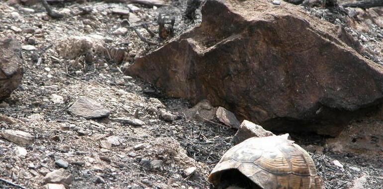 Las poblaciones de tortugas resisten incendios cada 30 años