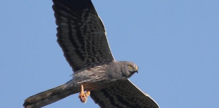 Día Mundial de las Aves en el Jardín Botánico