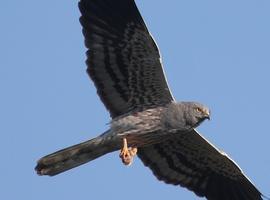 Día Mundial de las Aves en el Jardín Botánico