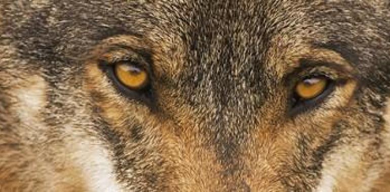 El Parlamento, incapaz de alcanzar un acuerdo sobre el manejo del lobo tras una bronca sesión