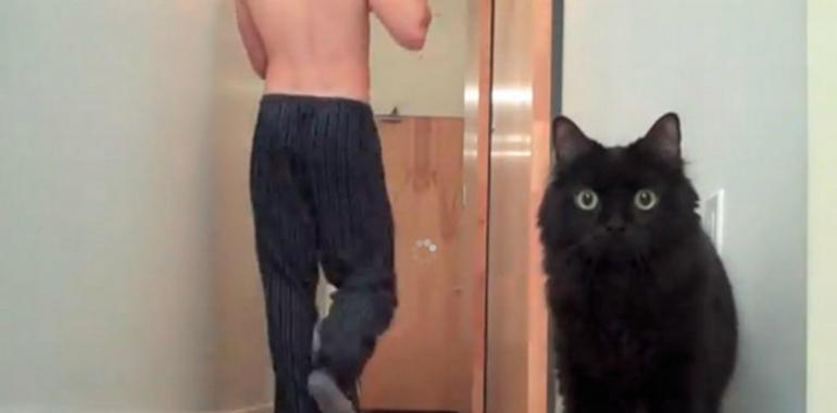 Un gato demuestra ser todo un mago del suspense