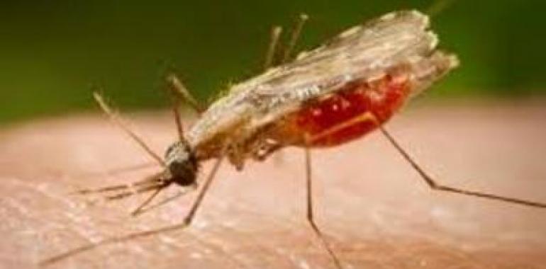 Solicitan permiso para comercializar la primera vacuna contra la malaria