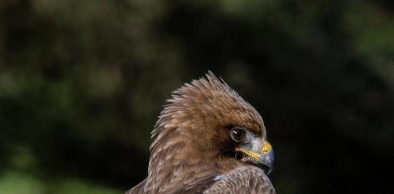 La insularidad vuelve sedentarias a las aves migratorias de gran tamaño