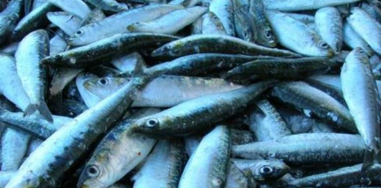 La sobrepesca de peces de pequeño tamaño afecta a todo su ecosistema marino 