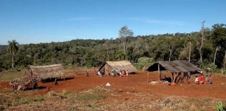 Comunidades guaraníes preservan orquídeas nativas de la selva misionera