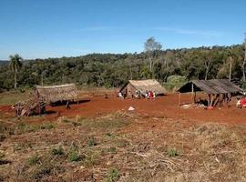 Comunidades guaraníes preservan orquídeas nativas de la selva misionera