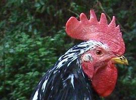 Candás ofrece la mayor exposición de Pita Pinta Asturiana, con 300 ejemplares