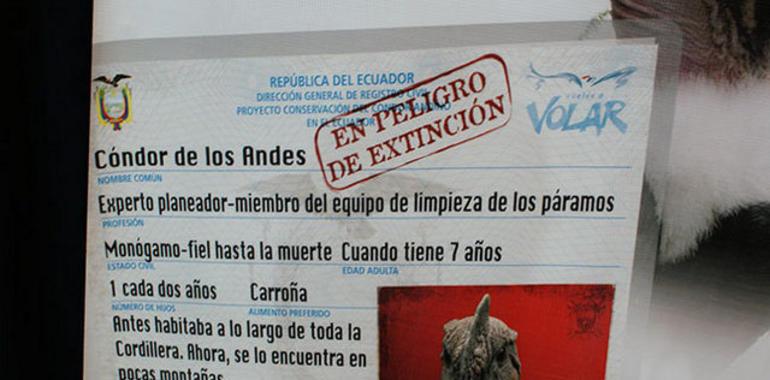 Futura cría de los cóndores Auki y Kawsay continua saludable