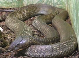 Descubren las claves del veneno de la cobra Real