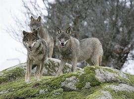 Foro califica de "panfleto sin rigor" el borrador del nuevo plan de gestión del lobo