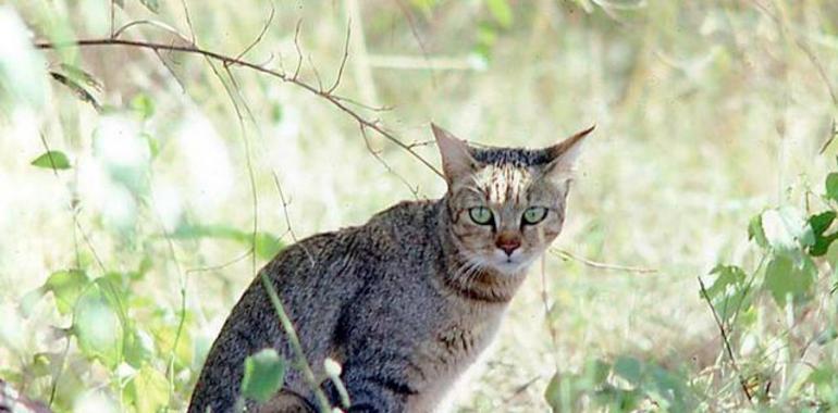 Gatos y humanos se hicieron amigos hace 5.000 años 