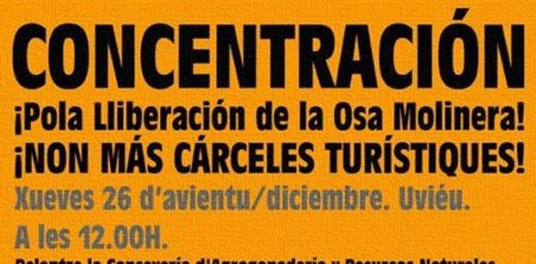 Nueva concentración pidiendo la libertad de la osa 