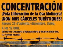 Nueva concentración pidiendo la libertad de la osa 'Molinera'