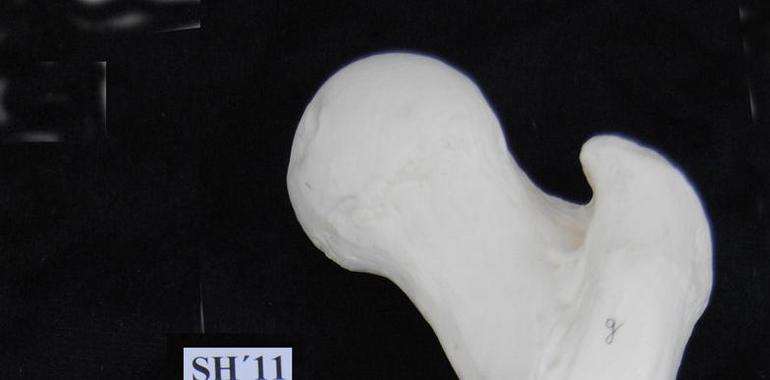 El equipo investigador de Atapuerca halla un fragmento de fémur en la Sima de los Huesos