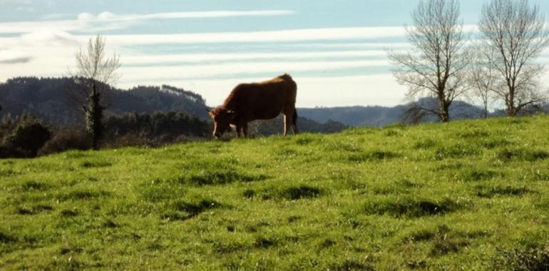 COAG hace balance de un 2013 tan malo para el campo asturiano como para "pensar en cerrar"
