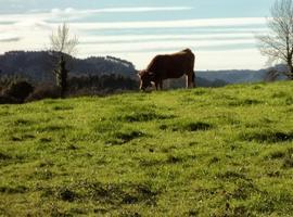 COAG hace balance de un 2013 tan malo para el campo asturiano como para "pensar en cerrar"