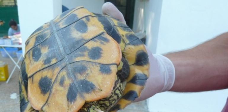 Las tortugas de los humedales pueden transmitir la 