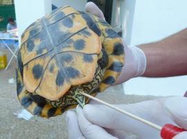 Las tortugas de los humedales pueden transmitir la 'Salmonella' a los humanos
