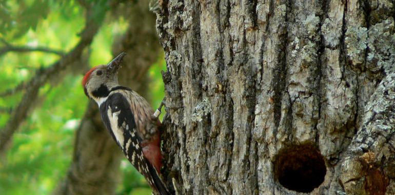 La fragmentación del hábitat tiene un efecto negativo en la conservación del pico mediano en León y Palencia