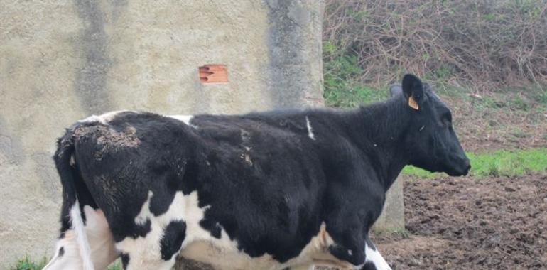 El precio de la leche al ganadero asturiano sube a niveles de 2008