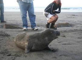 Cepesma pide proteger de los bárbaros a las crías de foca refugiadas en la costa asturiana