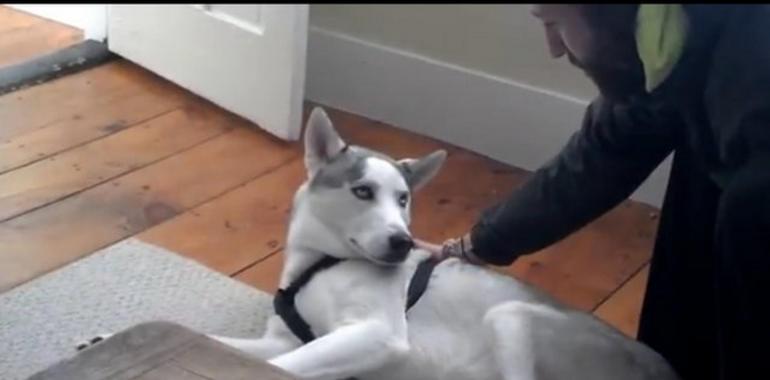 Un perro aprende a decir 