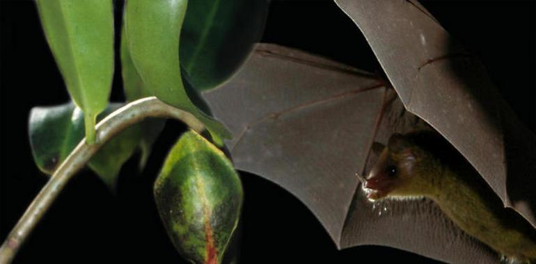 La planta que ‘llama’ a los murciélagos