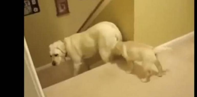 ¡Qué diferentes, perros y gatos!