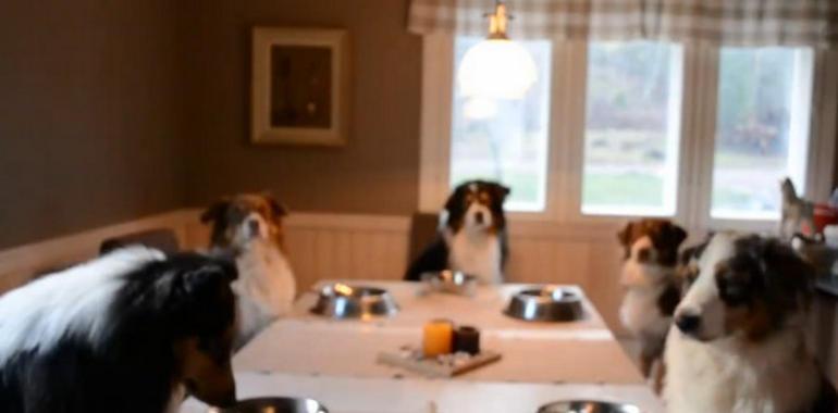 Familia de perros rezando antes de la comida