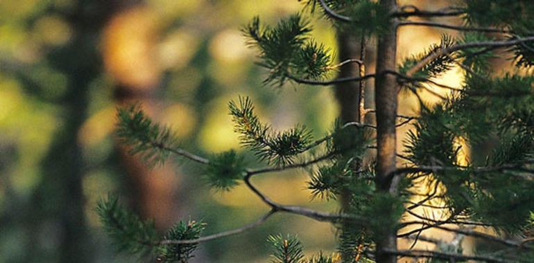 Las zonas de cortejo del urogallo están relacionadas con el estado de los bosques y su biodiversidad 