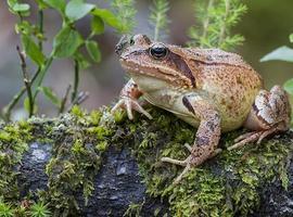 Fotógrafos de Naturaleza presenta mañana en Llanes su audiovisual “Fauna y paisajes de asturias”