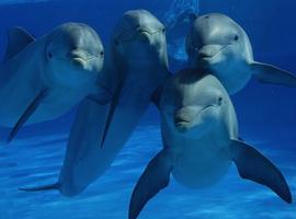 El 34% del océano es inaccesible a las especies que migran por causas climáticas