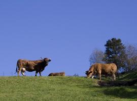 Los ganaderos de San Martín podrán subir sus reses al Monte La Vara este verano