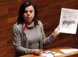 En Asturias viven unos 300 ejemplares de lobo, repartidos en 32 grupos