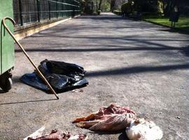 Una familia de nutrias causa numerosos daños a la avifauna del Parque Isabel la Católica