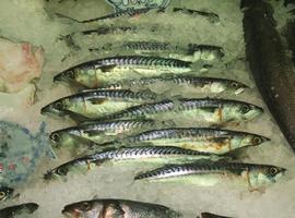 Los pescadores asturianos protestan en Oviedo hartos por 'el robo' de la xarda