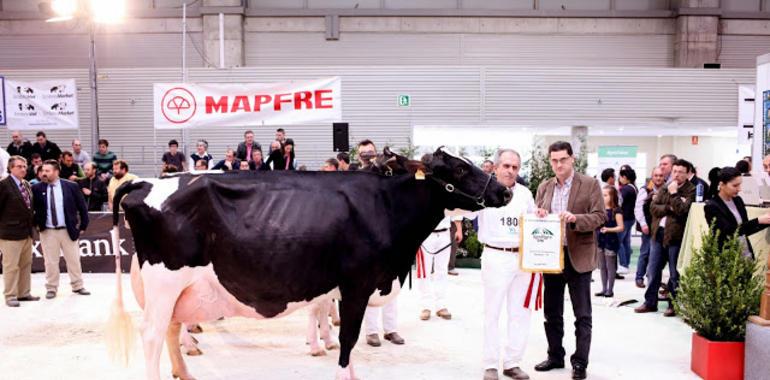 La vaca asturiana Badiola Goldwyn Megate I ET, Gran Campeona en Galicia