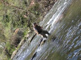 Arranca la temporada de pesca de trucha en Galicia 