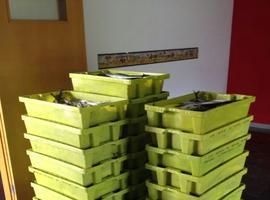 La cofradía de pescadores Santa Ana dona 600 kilos de xarda a Llanes Ayuda Solidaria 