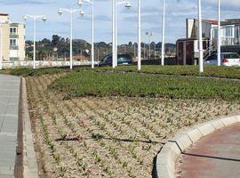 Ecologistas reprochan plantío de expecies invasoras en jardines municipales 